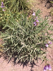 Penstemon lyallii