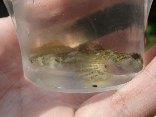Bullhead (Cottus gobio) — Cottidae — 2