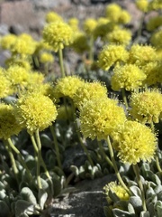 Eriogonum rosense