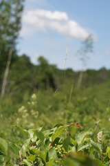 Piptatheropsis canadensis