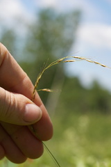 Piptatheropsis canadensis
