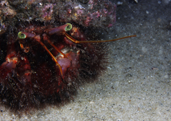 Dardanus crassimanus