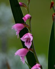 Gladiolus crassifolius