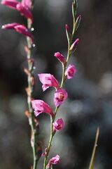 Gladiolus crassifolius