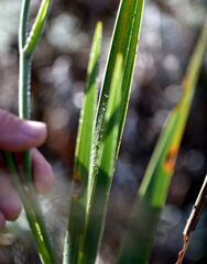 Gladiolus crassifolius