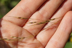 Piptatheropsis canadensis