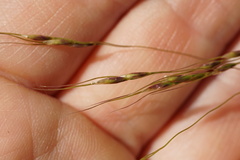 Piptatheropsis canadensis