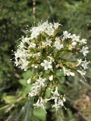 Valeriana sitchensis