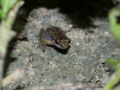 Eleutherodactylus planirostris