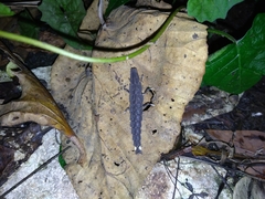 Pyrocoelia praetexta