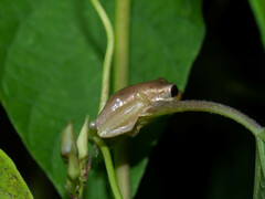 Osteopilus septentrionalis
