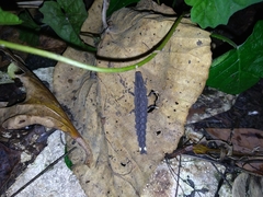 Pyrocoelia praetexta