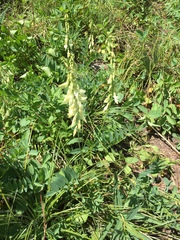 Hedysarum sulphurescens