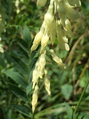 Hedysarum sulphurescens