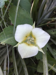 Calochortus apiculatus