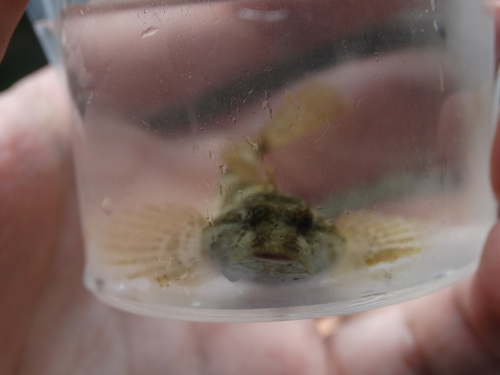 Bullhead (Cottus gobio) — Cottidae — 3