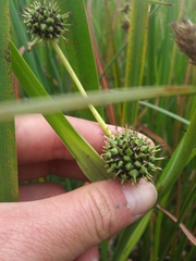 Sparganium eurycarpum