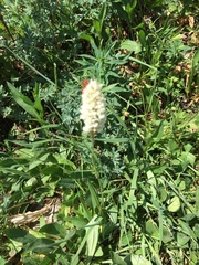 Bistorta bistortoides