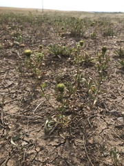 Grindelia subalpina