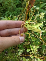 Smicronyx sculpticollis