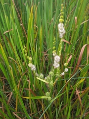 Sparganium eurycarpum