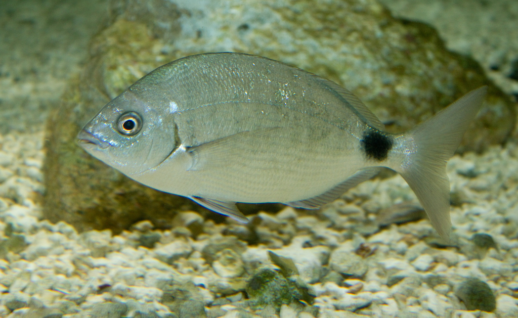 Bermuda Porgy