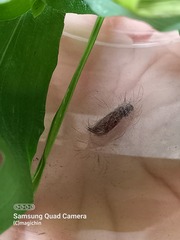 Uranophora terminalis