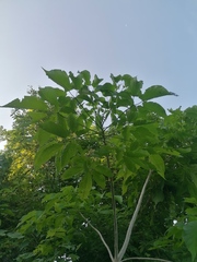 Roseodendron donnell-smithii
