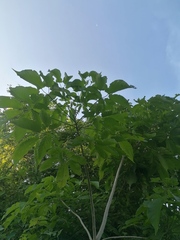 Roseodendron donnell-smithii