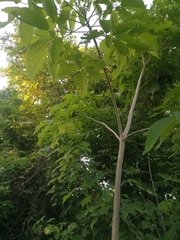 Roseodendron donnell-smithii