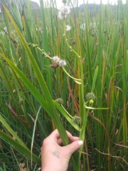 Sparganium eurycarpum