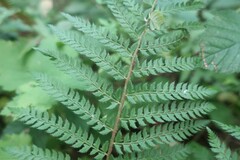 Polystichum setiferum