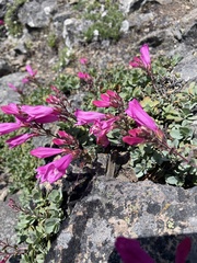 Penstemon rupicola