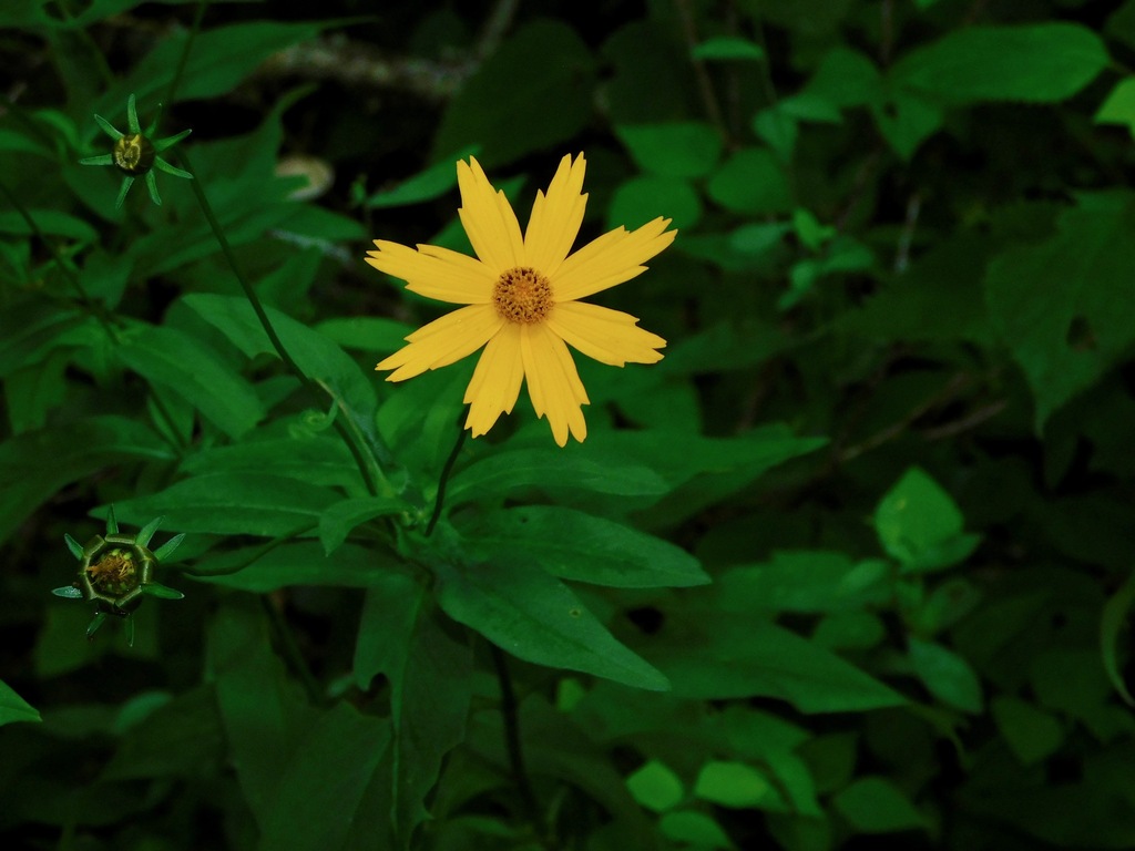 Star Tickseed