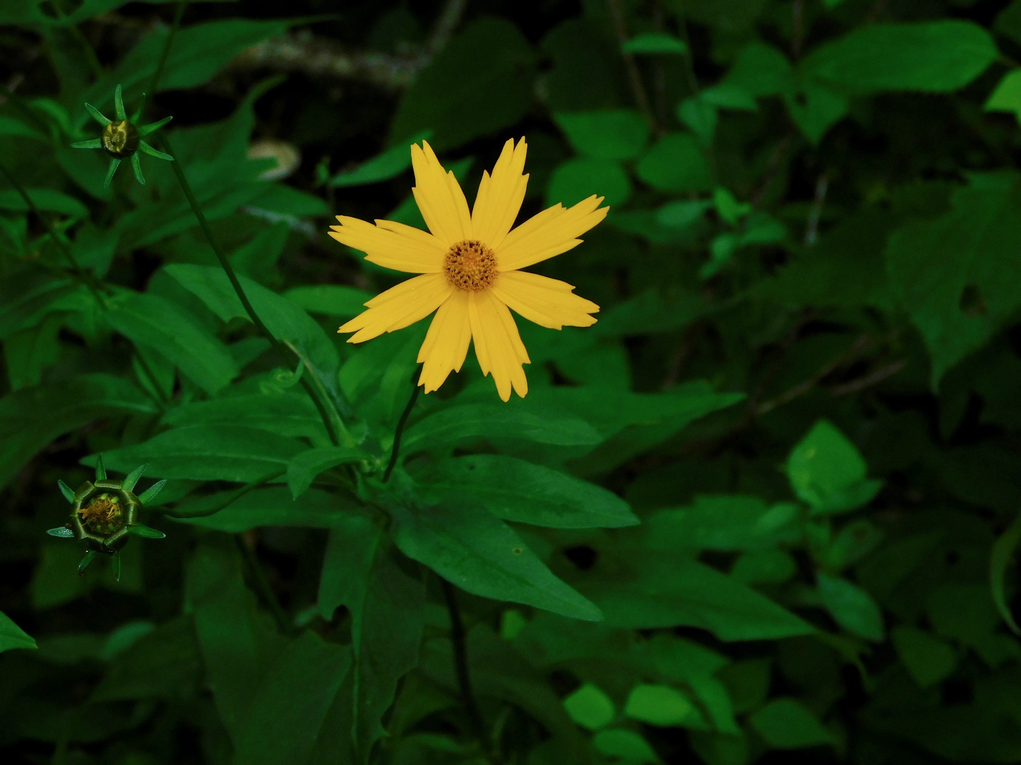 Coreopsis pubescens