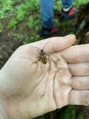 Lepturopsis