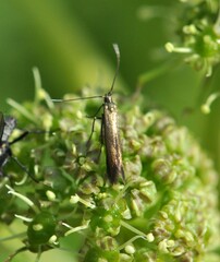 Scythris obscurella