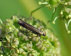 Scythris obscurella
