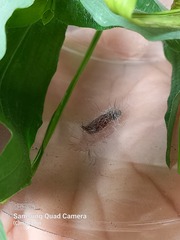 Uranophora terminalis