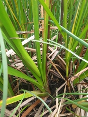 Sparganium eurycarpum