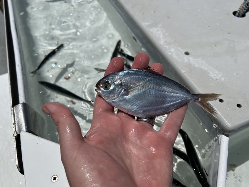 Butterfish (Peprilus simillimus) — Stromateidae — 4