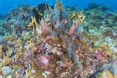 Macrorhynchia phoenicea