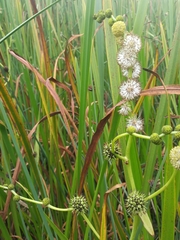 Sparganium eurycarpum