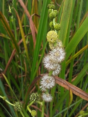 Sparganium eurycarpum
