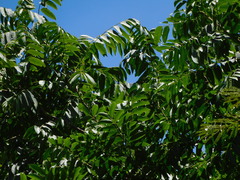 Cananga