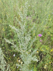 Artemisia absinthium