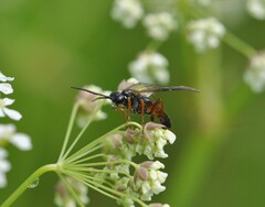 Tenthredo atra