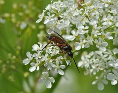 Tenthredo atra