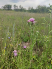 Carduus acanthoides