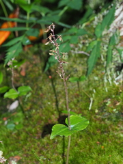Neottia smallii